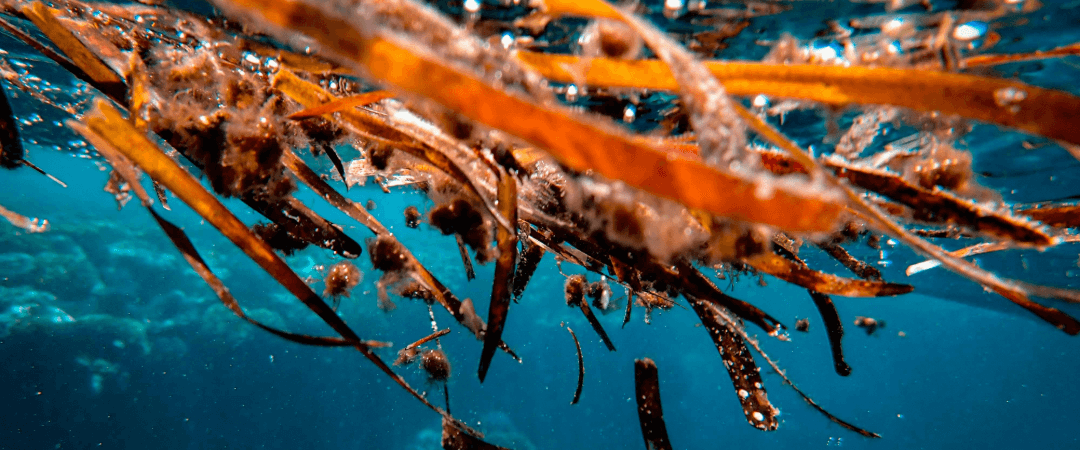 seaweed allergy