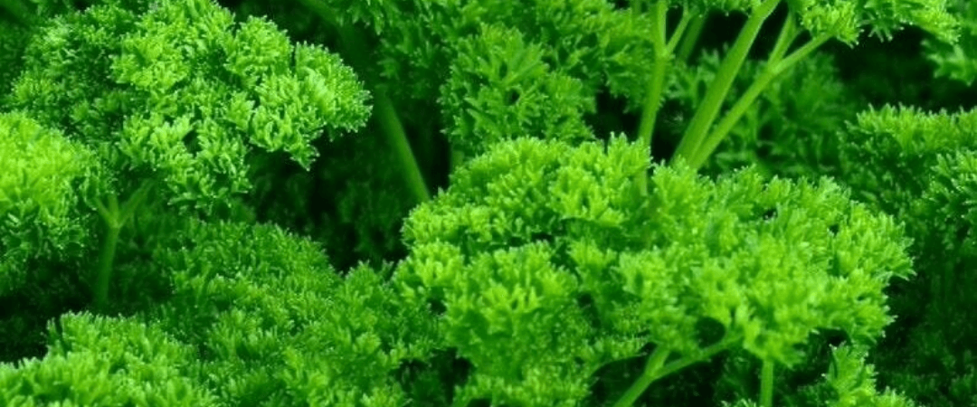 parsley allergy